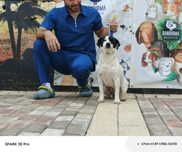 B3756 - Köpek