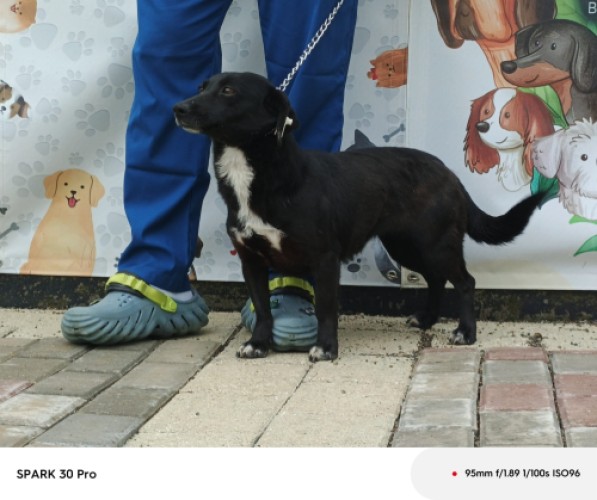 B1603 - Köpek