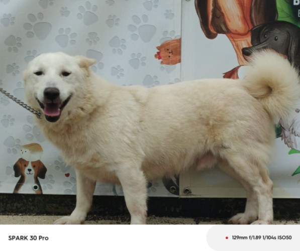 B1213 - Köpek