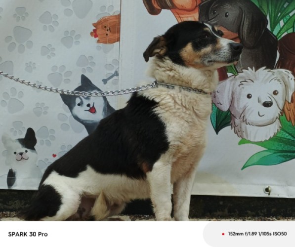 B665 - Köpek