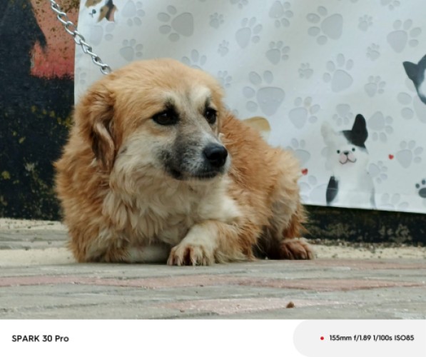 B3188 - Köpek