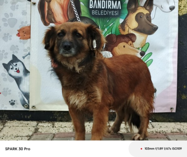 B3628 - Köpek