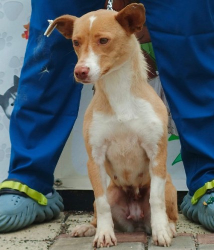 B3686 - Köpek