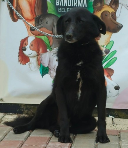B3553 - Köpek