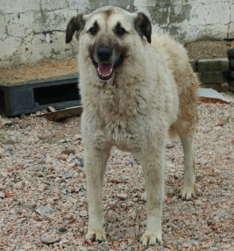 A5009 - Köpek