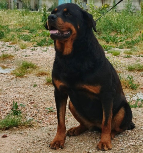 B1062 - Köpek