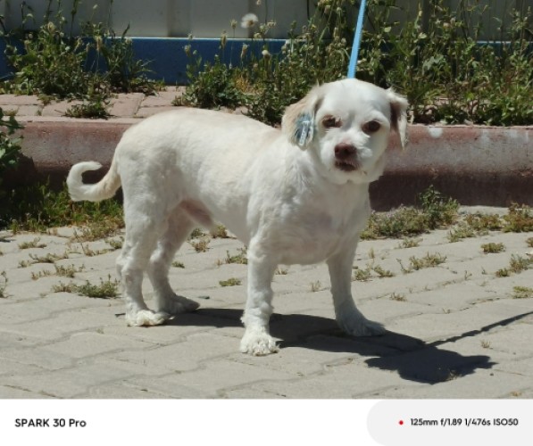 B3044 - Köpek