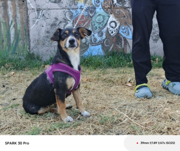 B2007 - Köpek