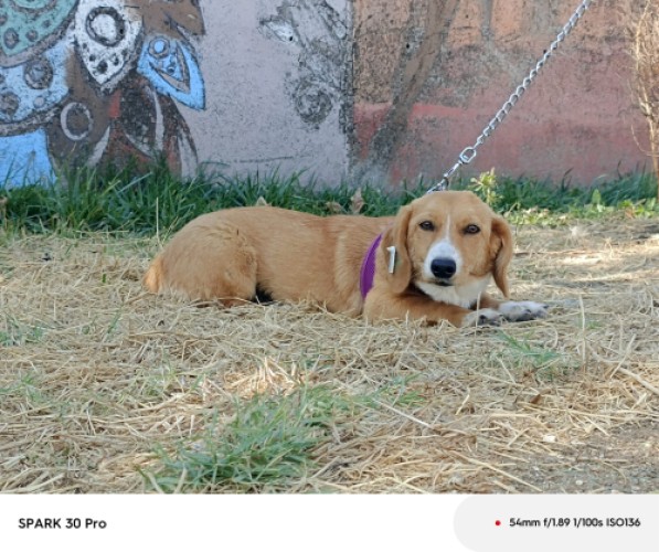 B2056 - Köpek