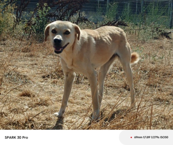 B2062 - Köpek