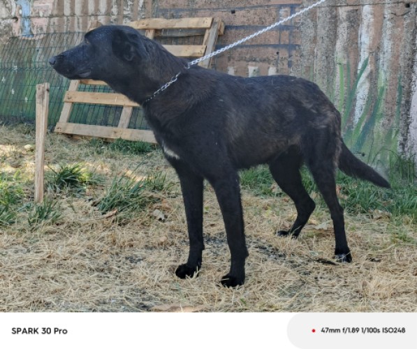 B2058 - Köpek