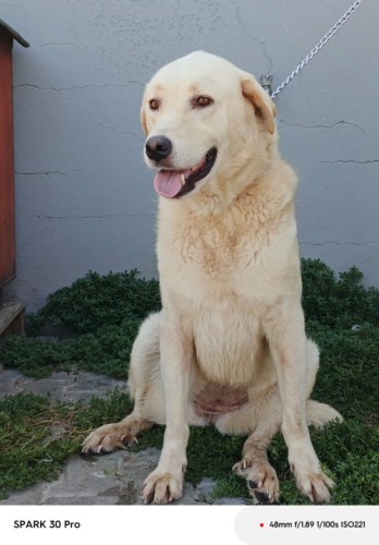 A5005 - Köpek