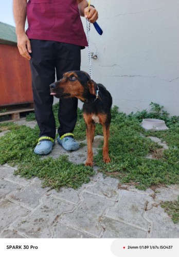 B2059 - Köpek