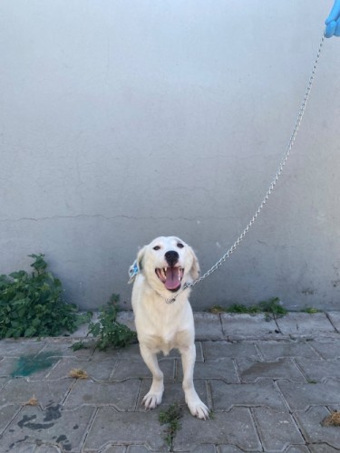 B2066 - Köpek