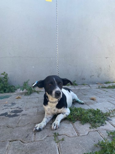 B2067 - Köpek