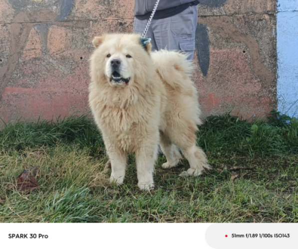 B2176 - Köpek